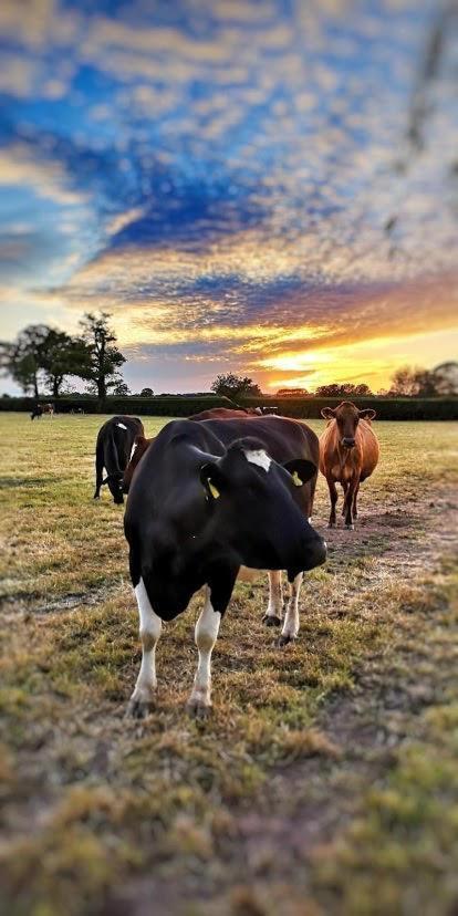 New Farm Cheshire Holidays Winsford  Extérieur photo
